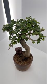 （分類：）位於 。 由 poonlego 提交（商品編號 1442829979，圖片 1）。簡介： 。