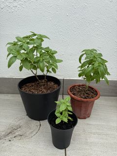 （分類：）位於 。 由 ummmmoni 提交（商品編號 1442787463，圖片 1）。簡介： 。