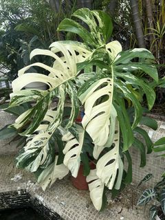 （分類：）位於 。 由 dwwhk 提交（商品編號 1442770805，圖片 1）。簡介： 。