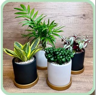 (Category: ) located in . Submitted by lushglassdoor (Listing ID 1442784278, Image 1). Description: .