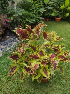 (Category: ) located in . Submitted by gardensnick (Listing ID 1442751908, Image 1). Description: .