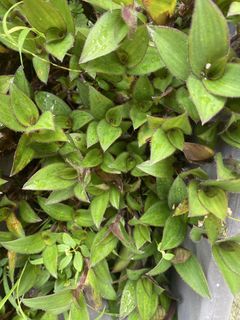 (Category: ) located in . Submitted by Plantinstyle (Listing ID 1442761062, Image 1). Description: .