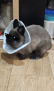 (Category: ) located in . Submitted by rabbitttttyyyyy (Listing ID 1442174061, Image 1). Description: .
