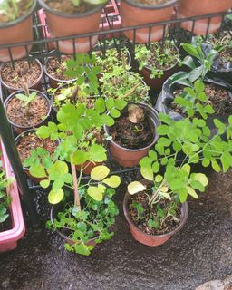 (Category: ) located in . Submitted by plantcorner (Listing ID 1442836798, Image 1). Description: .