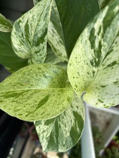 (Category: ) located in . Submitted by Plantinstyle (Listing ID 1442762839, Image 1). Description: .