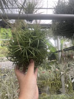 (Category: ) located in . Submitted by plantandplant (Listing ID 1442808657, Image 1). Description: .