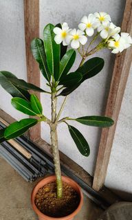 (Category: ) located in . Submitted by jtflorist (Listing ID 1446933934, Image 1). Description: .