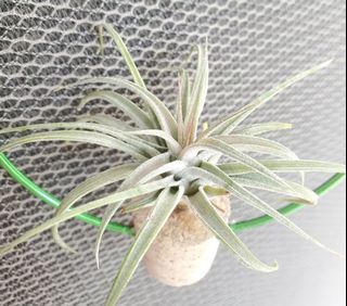 （分類：）位於 。 由 sunlight_garden 提交（商品編號 1446946972，圖片 1）。簡介： 。