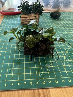 （分類：）位於 。 由 5d5d5d 提交（商品編號 1446946017，圖片 1）。簡介： 。