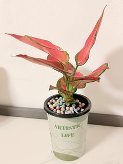 （分類：）位於 。 由 yc1668 提交（商品編號 1447061732，圖片 1）。簡介： 。
