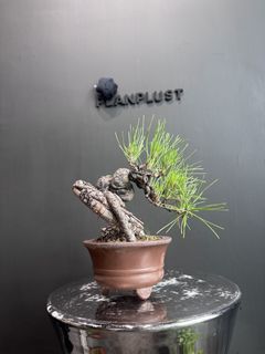（分類：）位於 。 由 planplust_bonsai 提交（商品編號 1446995468，圖片 1）。簡介： 。