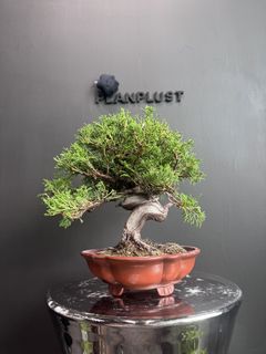 （分類：）位於 。 由 planplust_bonsai 提交（商品編號 1446995152，圖片 1）。簡介： 。