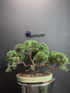 （分類：）位於 。 由 planplust_bonsai 提交（商品編號 1446995678，圖片 1）。簡介： 。