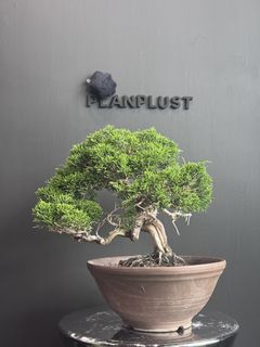 （分類：）位於 。 由 planplust_bonsai 提交（商品編號 1446995882，圖片 1）。簡介： 。