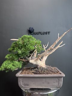 （分類：）位於 。 由 planplust_bonsai 提交（商品編號 1446996051，圖片 1）。簡介： 。