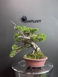 （分類：）位於 。 由 planplust_bonsai 提交（商品編號 1446996280，圖片 1）。簡介： 。