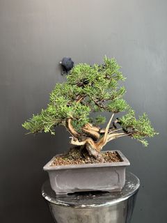（分類：）位於 。 由 planplust_bonsai 提交（商品編號 1446996474，圖片 1）。簡介： 。