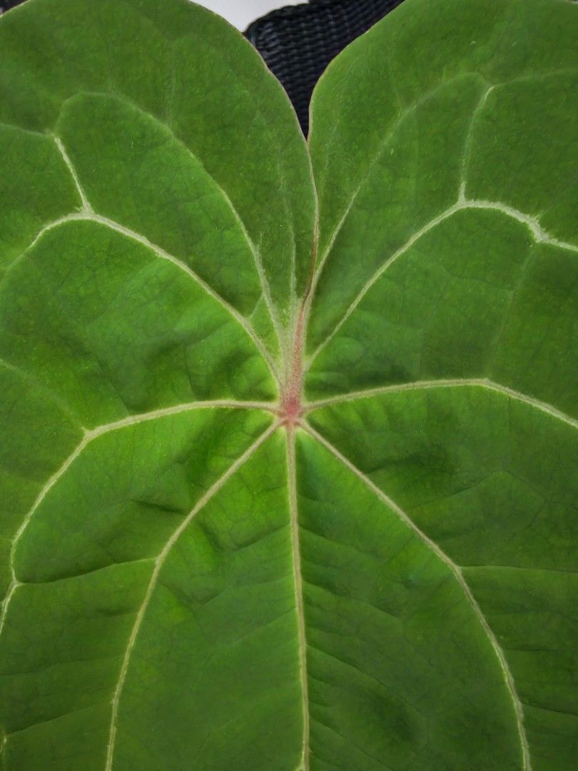 Anthurium Papi Red Stem497410233861427202