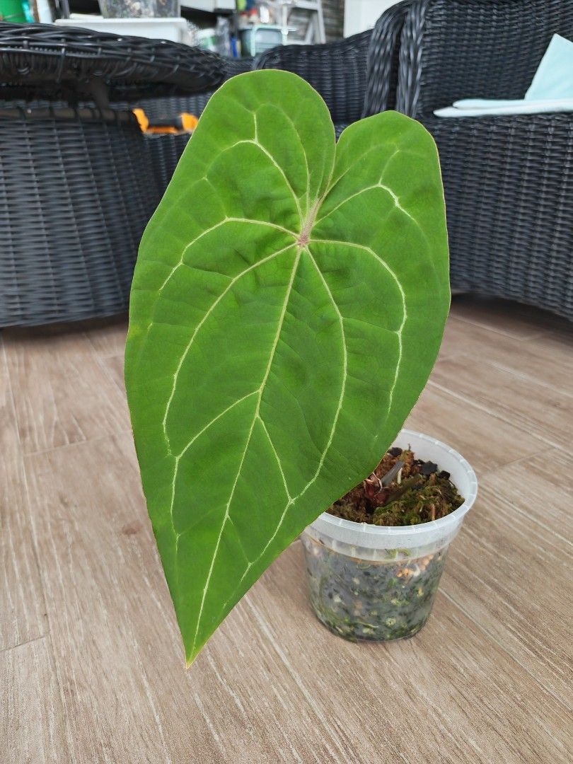 Anthurium Papi Red Stem497410233861427200