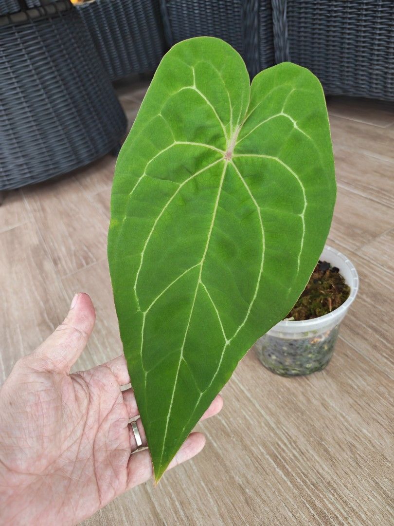 Anthurium Papi Red Stem497410233861427201