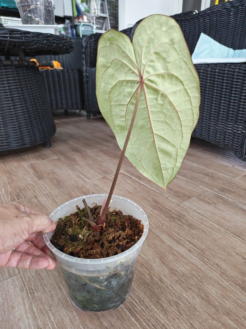 Anthurium Papi Red Stem497410233861427204