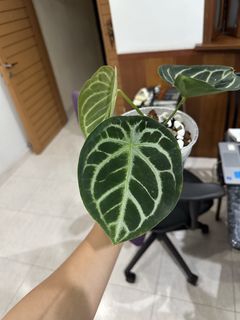 (Category: ) located in . Submitted by tropicalgardenerd (Listing ID 1447095303, Image 1). Description: .