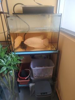 (Category: ) located in . Submitted by tco66 (Listing ID 1446965937, Image 1). Description: .