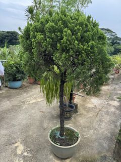 (Category: ) located in . Submitted by gardenfunfarm (Listing ID 1447014862, Image 1). Description: .