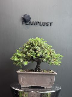 （分類：）位於 。 由 planplust_bonsai 提交（商品編號 1446995312，圖片 1）。簡介： 。