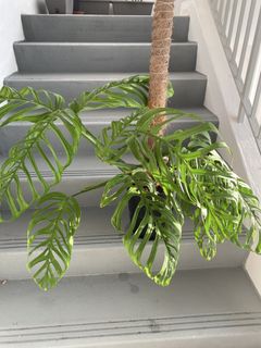 (Category: ) located in . Submitted by greystokes (Listing ID 1446912099, Image 1). Description: .