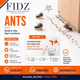(Category: ) located in . Submitted by FIDZPESTCONTROLTEAM (Listing ID 1331121851, Image 1). Description: .