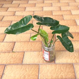 (Category: ) located in . Submitted by sgn93 (Listing ID 1440867925, Image 1). Description: .