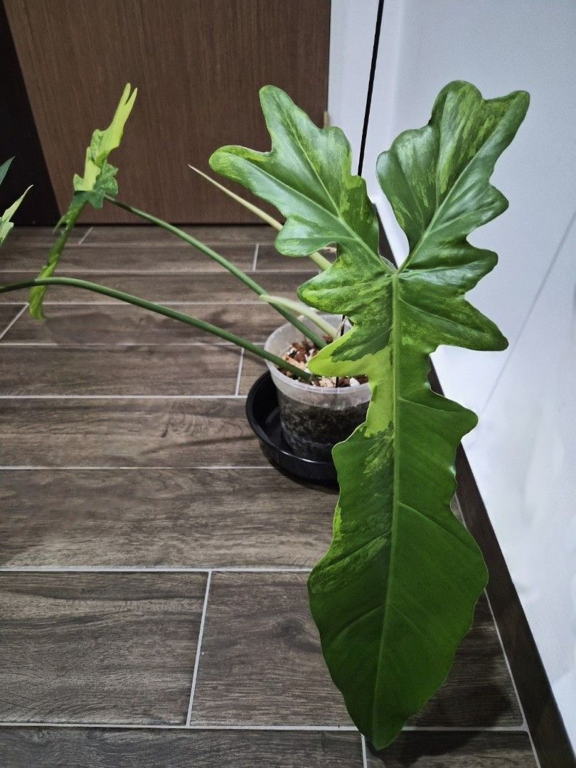 Philodendron Flocee497540199833282562