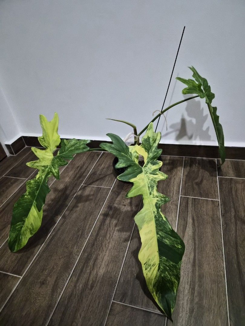 Philodendron Flocee497540199833282560
