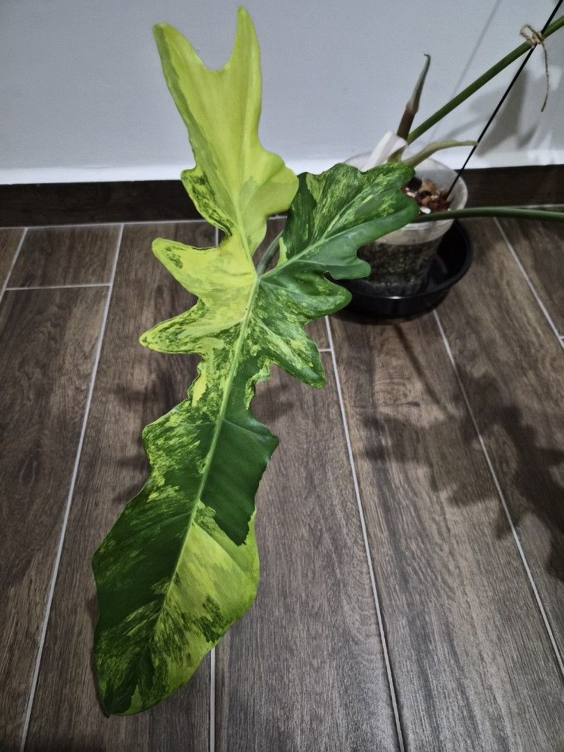 Philodendron Flocee497540199833282561