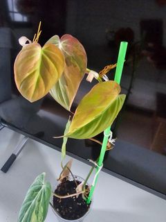 (Category: ) located in . Submitted by happygrowing (Listing ID 1447059289, Image 1). Description: .