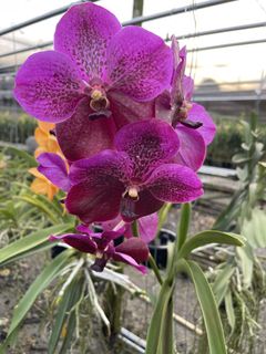 (Category: ) located in . Submitted by gardenfunfarm (Listing ID 1447017487, Image 1). Description: .