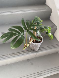 (Category: ) located in . Submitted by greystokes (Listing ID 1446912245, Image 1). Description: .