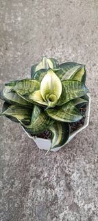 (Category: ) located in . Submitted by sindo.sg (Listing ID 1447015637, Image 1). Description: .
