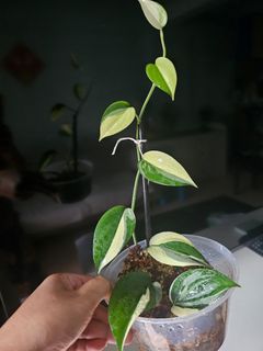 (Category: ) located in . Submitted by happygrowing (Listing ID 1447059573, Image 1). Description: .