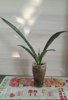 (Category: ) located in . Submitted by ctbest (Listing ID 1446913869, Image 1). Description: .