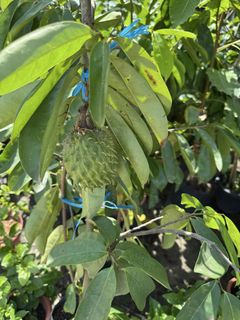 (Category: ) located in . Submitted by gardenfunfarm (Listing ID 1447015232, Image 1). Description: .
