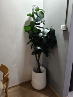 (Category: ) located in . Submitted by muezza2023 (Listing ID 1447025210, Image 1). Description: .