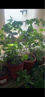 (Category: ) located in . Submitted by amarahkyle (Listing ID 1446975996, Image 1). Description: .