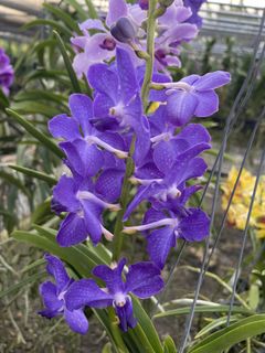 (Category: ) located in . Submitted by gardenfunfarm (Listing ID 1447018595, Image 1). Description: .