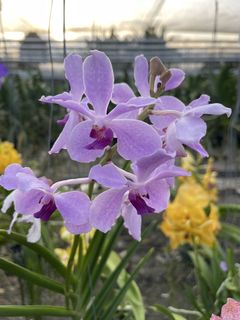 (Category: ) located in . Submitted by gardenfunfarm (Listing ID 1447019031, Image 1). Description: .