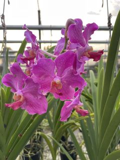 (Category: ) located in . Submitted by gardenfunfarm (Listing ID 1447018776, Image 1). Description: .