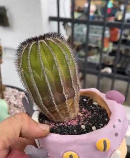 (Category: ) located in . Submitted by desertbalcony (Listing ID 1448767896, Image 1). Description: .