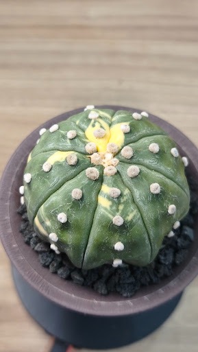 (Category: ) located in . Submitted by desertbalcony (Listing ID 1448763268, Image 1). Description: .