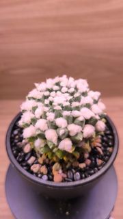 (Category: ) located in . Submitted by desertbalcony (Listing ID 1448769740, Image 1). Description: .